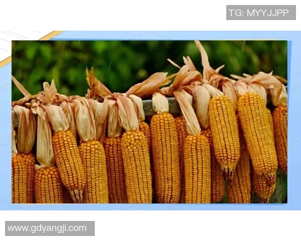 从零起步掌握乒乓球技巧与意识的全面指南与实战经验分享